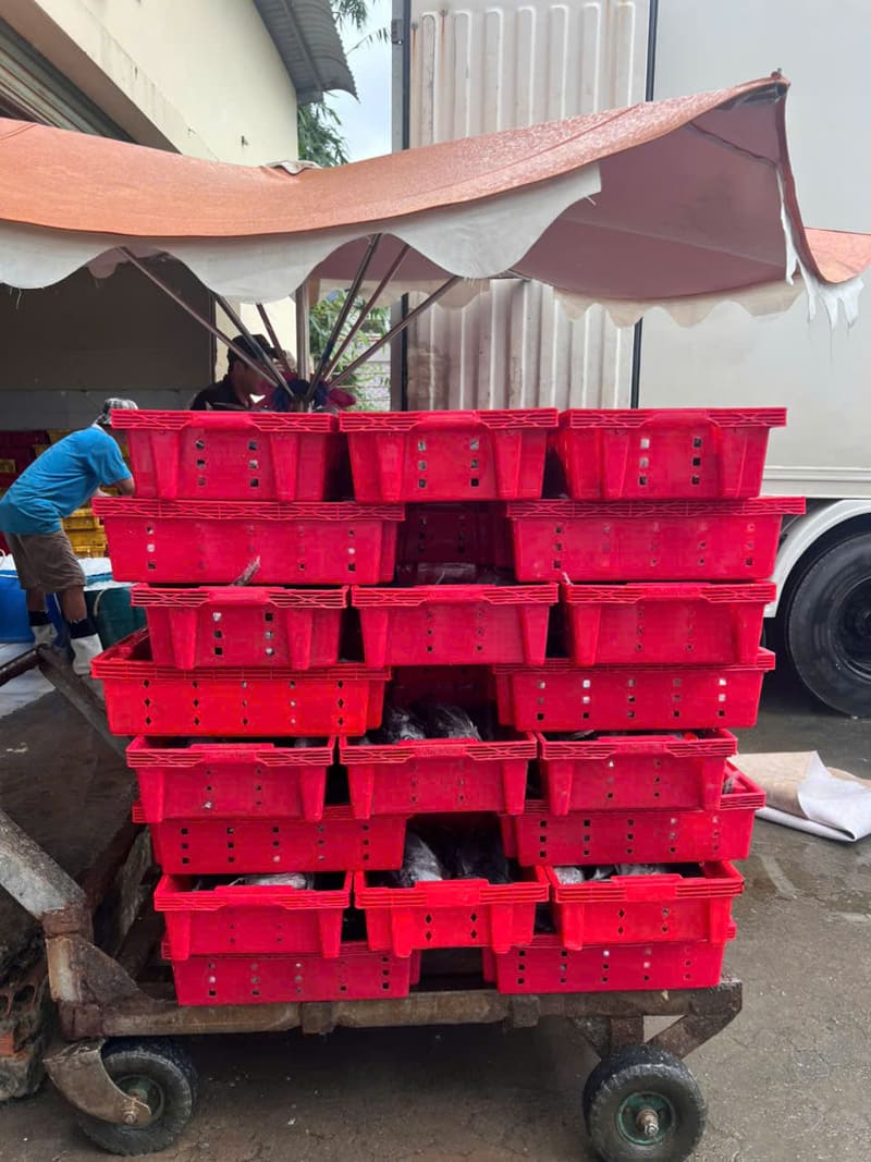Sóng nhựa màu đỏ xếp chồng trên xe đẩy, dùng để vận chuyển hàng hóa và nông sản
