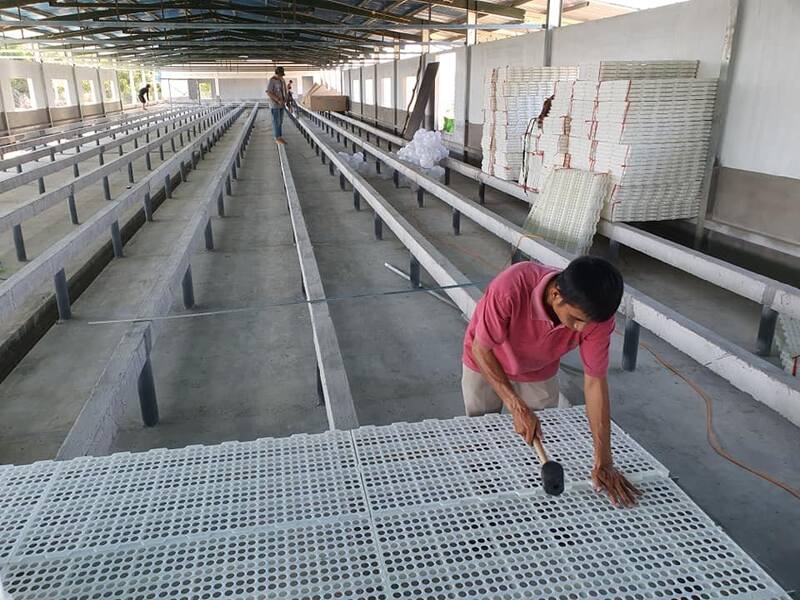 Lắp đặt sàn nhựa pallet cho chuồng vịt giúp chuồng khô thoáng và sạch hơn