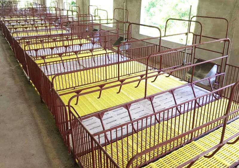 Hệ thống chuồng nuôi được lót pallet nhựa đồng bộ, giúp sàn luôn khô thoáng và sạch sẽ