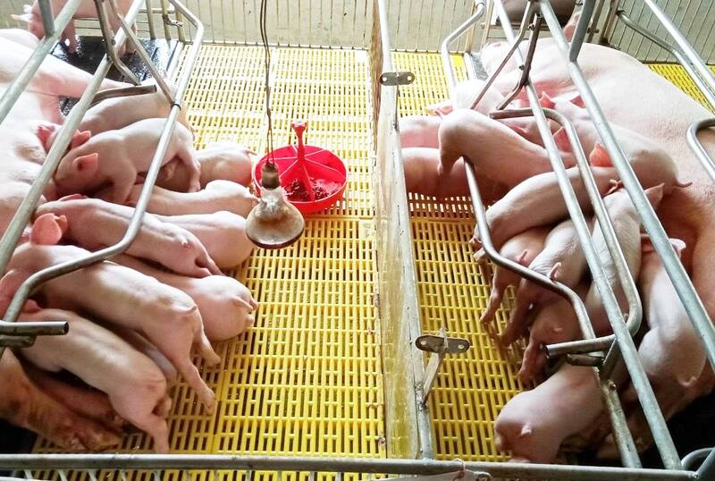 Ứng dụng pallet nhựa trong khu úm heo con giúp giữ chuồng ấm, giảm bệnh và dễ chăm sóc