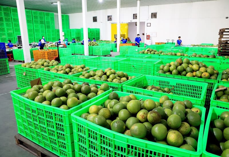 Khu sơ chế trái cây với hàng loạt sóng nhựa lớn dùng để chứa và vận chuyển