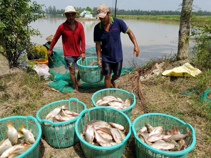 Bà con thu hoạch cá tại ao nuôi, sử dụng sóng nhựa để dễ vận chuyển