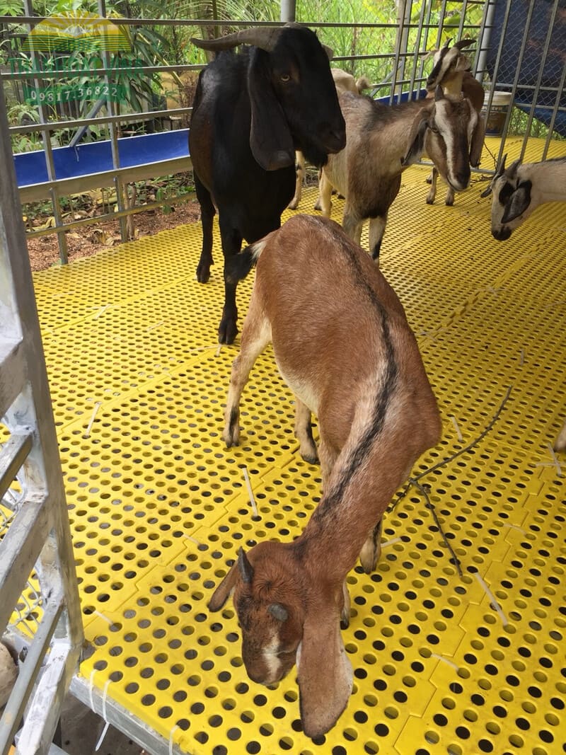 Tấm nhựa lót sàn chuồng dê giúp nền luôn khô ráo, sạch và giảm mùi hôi trong chuồng nuôi
